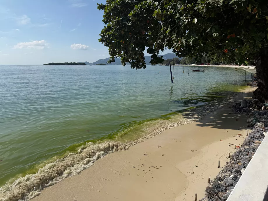 Hotelstrand voller Algen