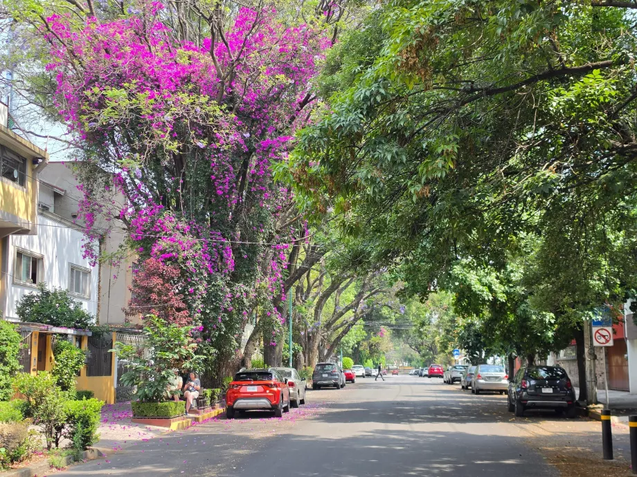 Bezirk von Coyoacán