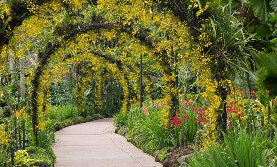 Botanischer Garten von Singapur