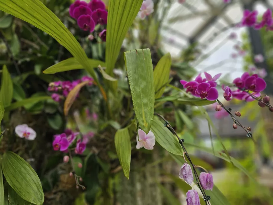 Orchideengarten