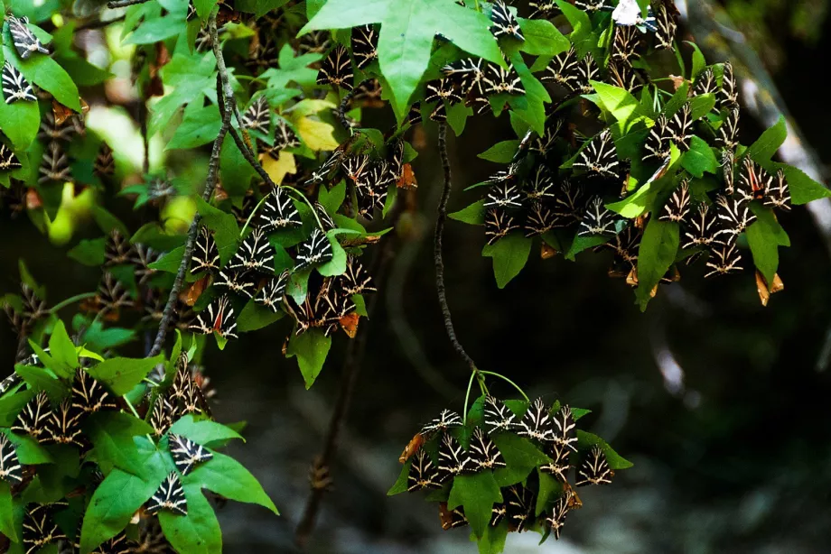 Tal der Schmetterlinge