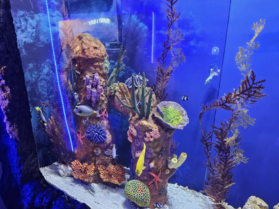 Aquarien
