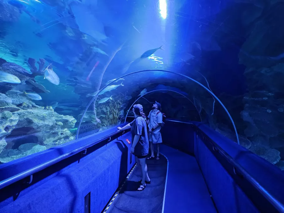 Unterwassertunnel, Aquarien