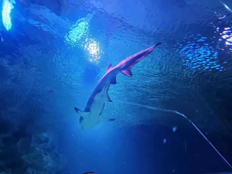 Hai in Aquarien