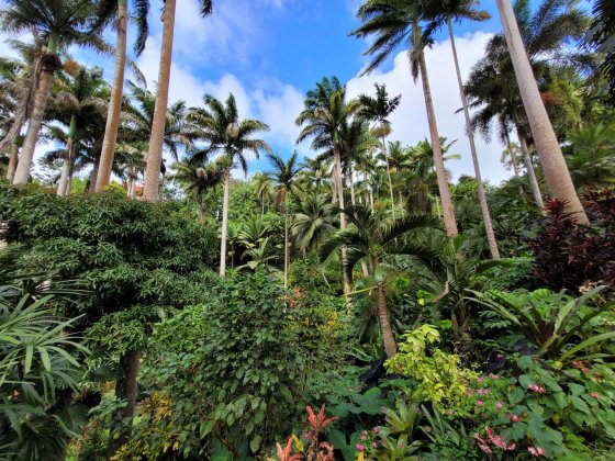 Hunte&amp;#39;s Gardens, Barbados - alles was Sie wissen müssen