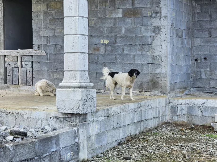 Streunende Hunde