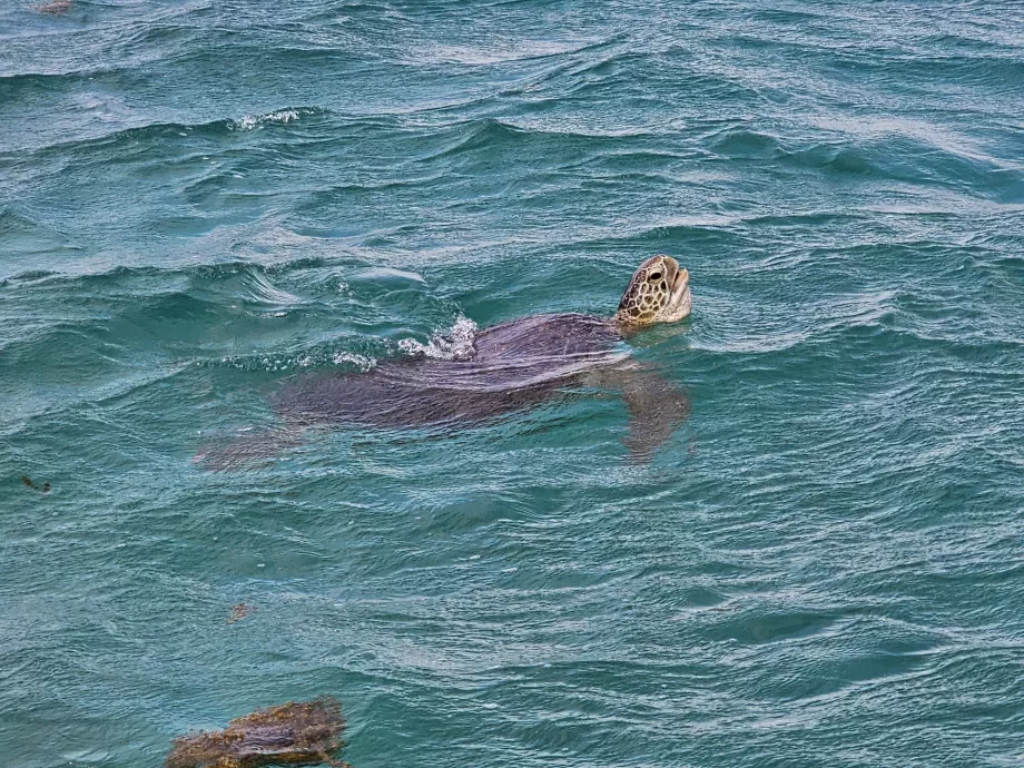 Schildkröte während der Kreuzfahrt