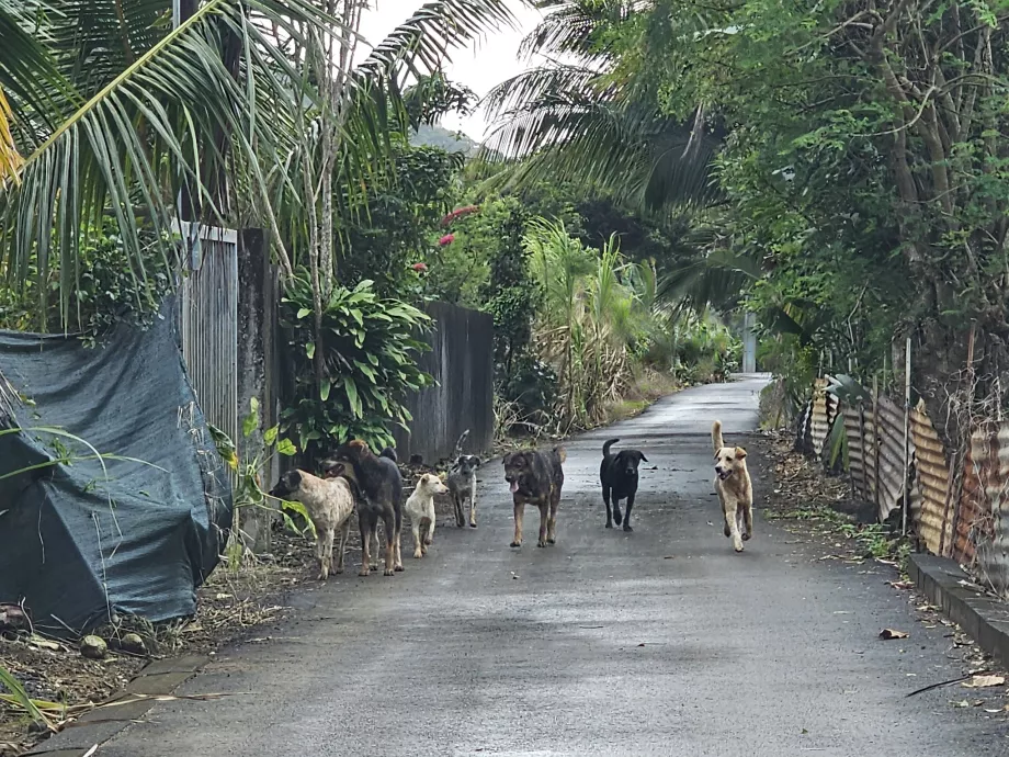 Streunende Hunde