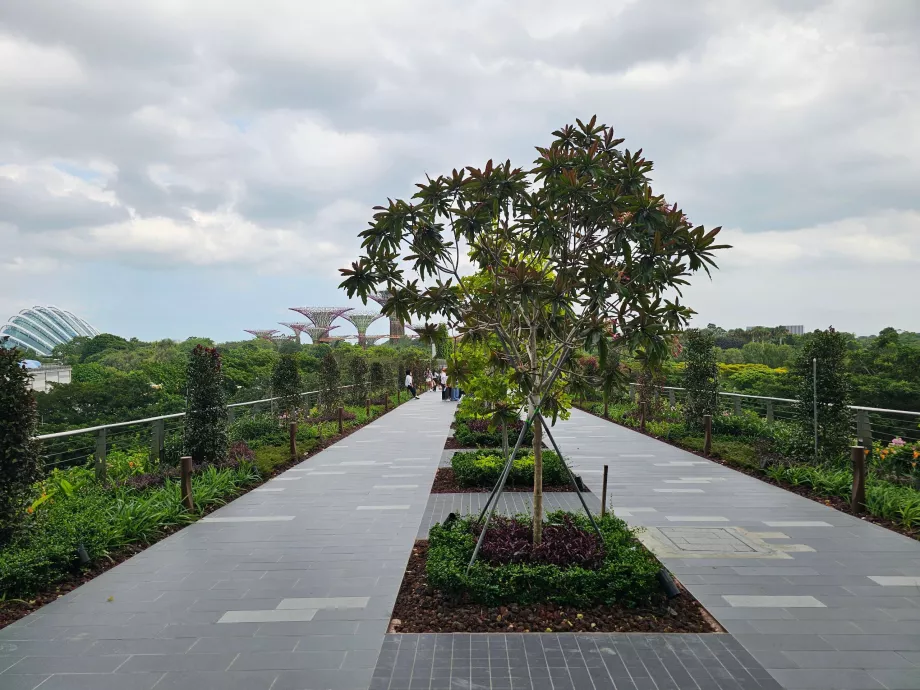 Wanderweg zu den Gardens by the Bay