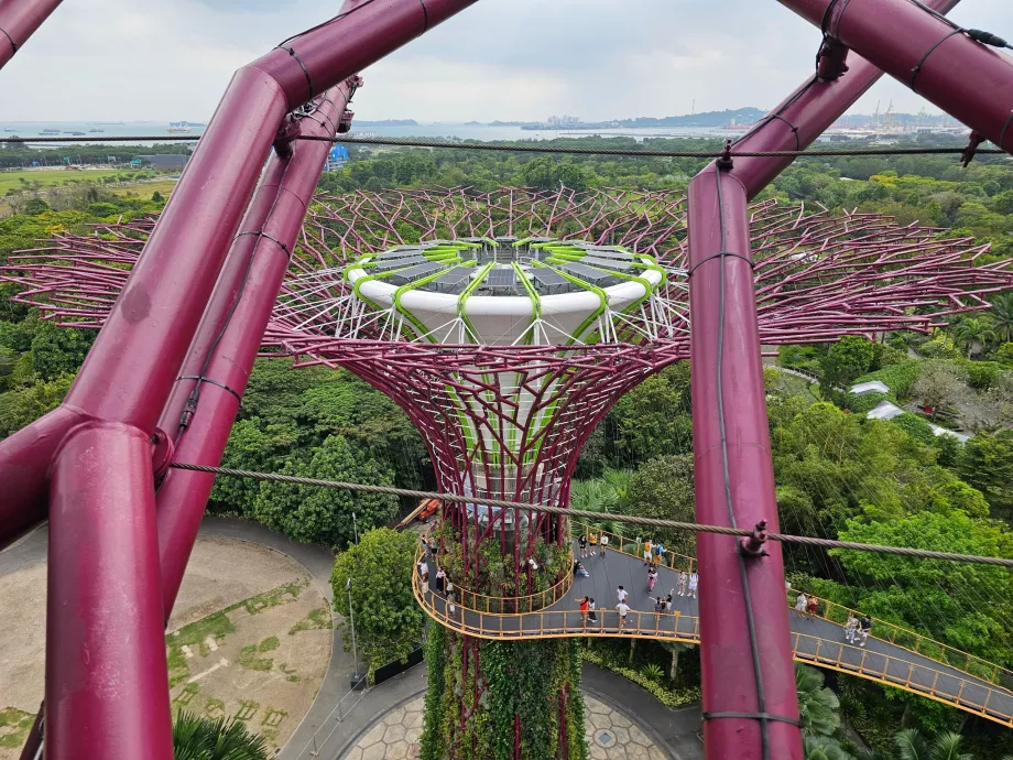 Supertree-Observatorium