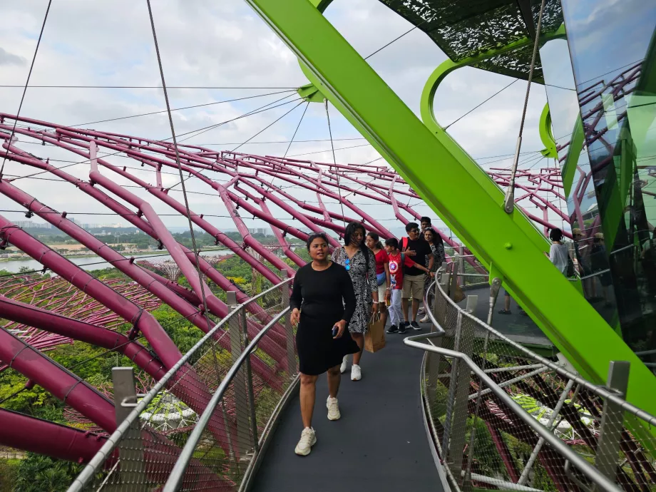 Supertree-Observatorium