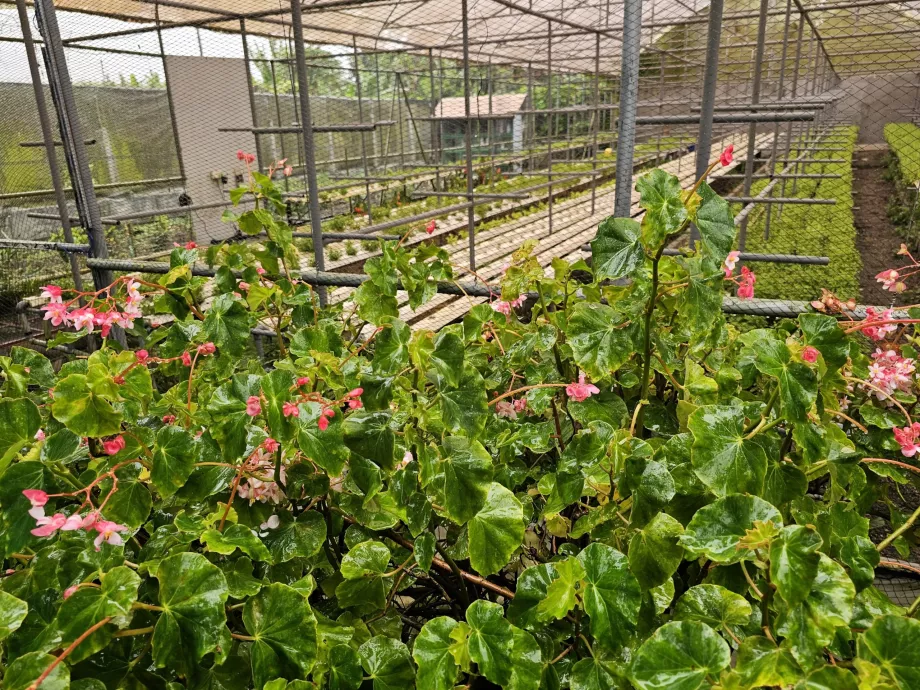 Plantagen-Vanille
