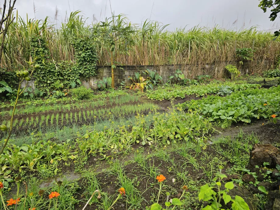 Plantagen-Vanille