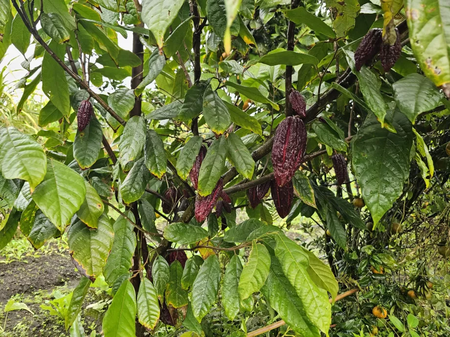Plantagen-Vanille