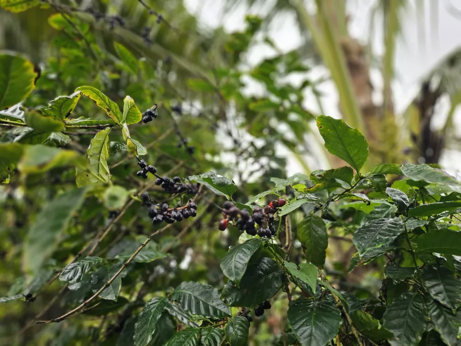 Kaffee in Plantagen-Vanille
