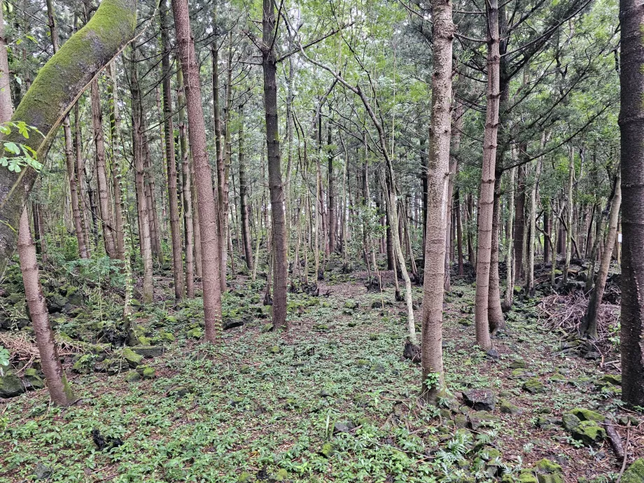 Bras d'Eau-Nationalpark