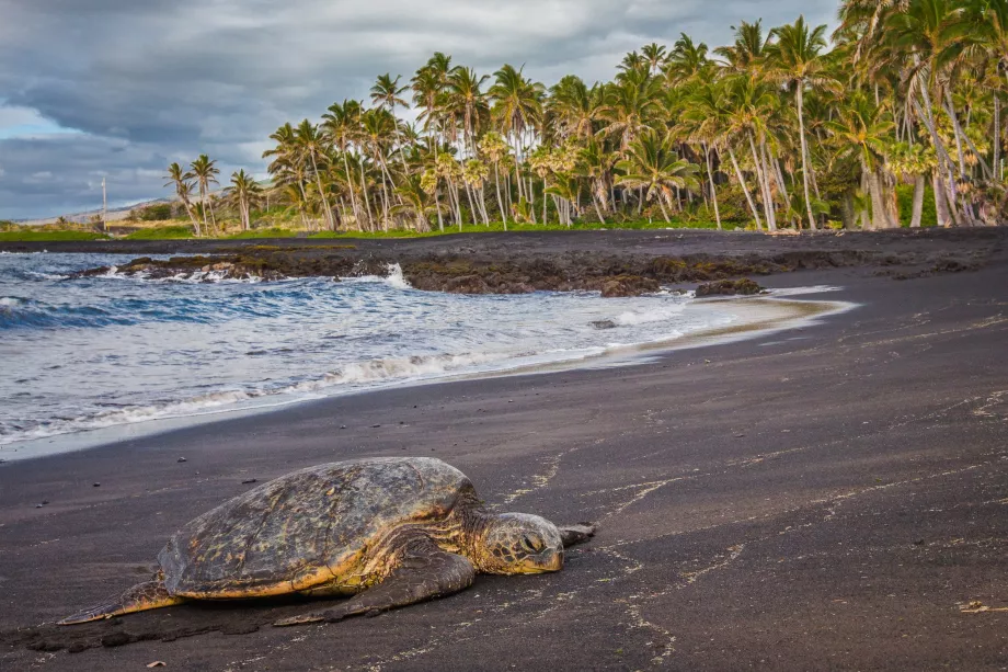 Schildkröten am Strand von Punaluu