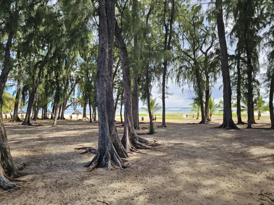 Parken am Strand von Flic en Flac