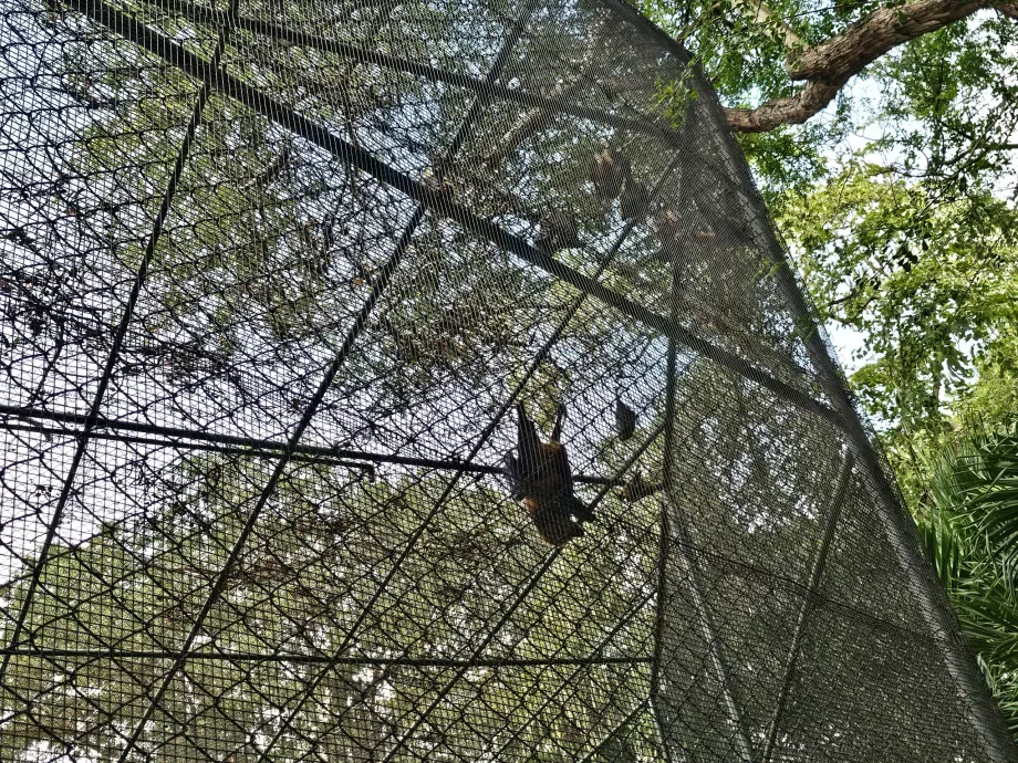 Fledermäuse im Casela Zoo