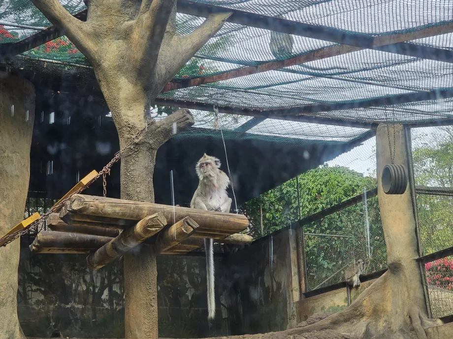 Affen im Casela Zoo