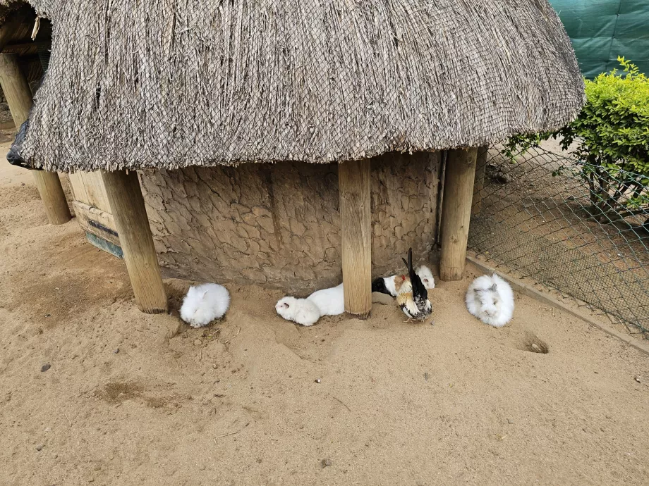 Kaninchen im Casela Zoo
