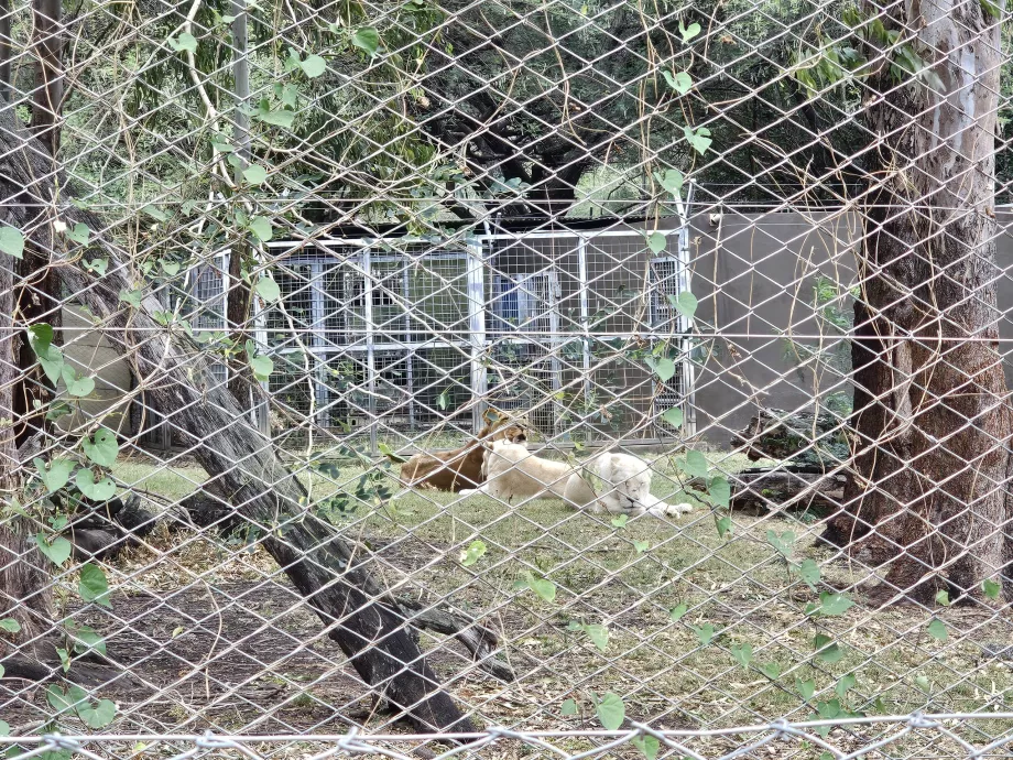 Löwen im Casela Zoo