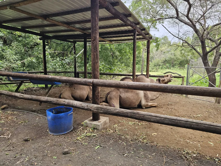 Kamele im Zoo Casela
