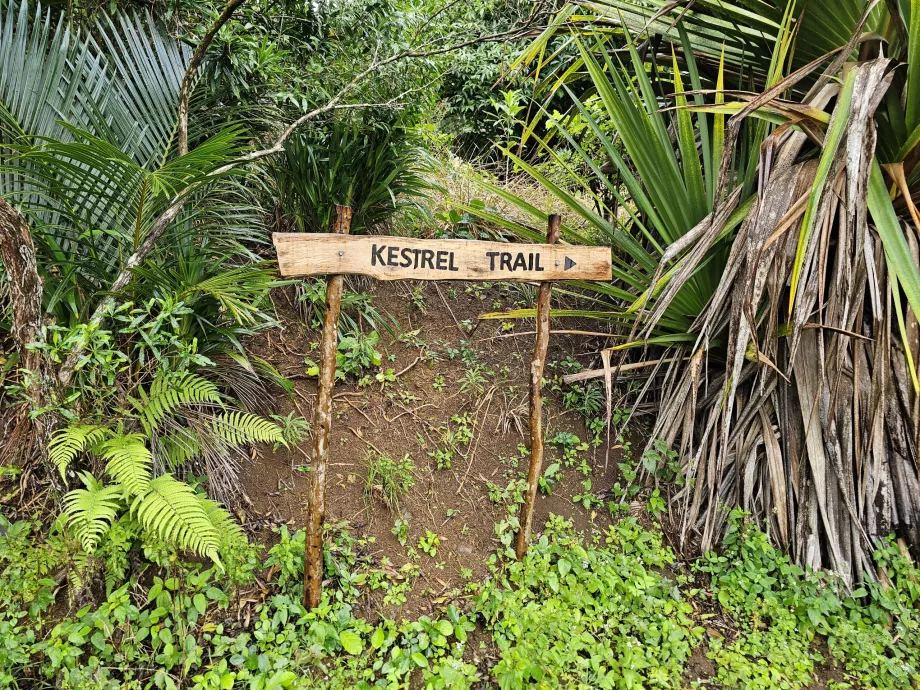 Wegmarkierungen im Ebenholzwald