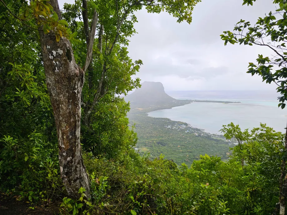 Ebenholz-Wald, Blick auf Le Morne