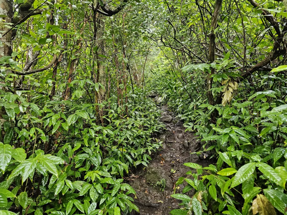 Piton du Canot, Weg durch den Wald