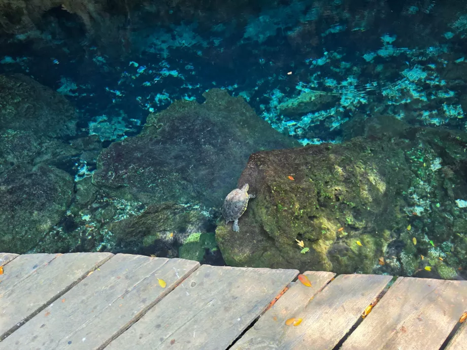 Schildkröten im Gran Cenote