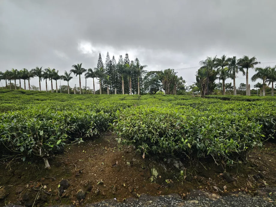 Teeplantage Bois Cheri