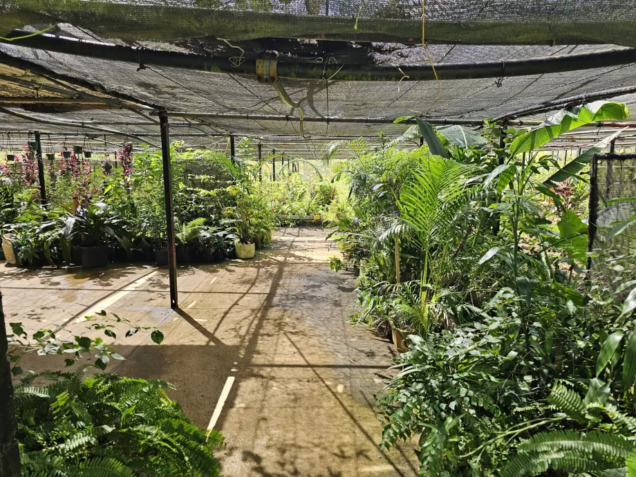 Saint Aubin, Vanille-Plantage