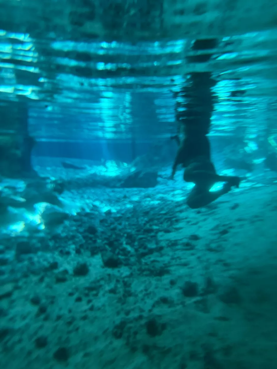 Ein Blick unter die Wasseroberfläche am Gran Cenote