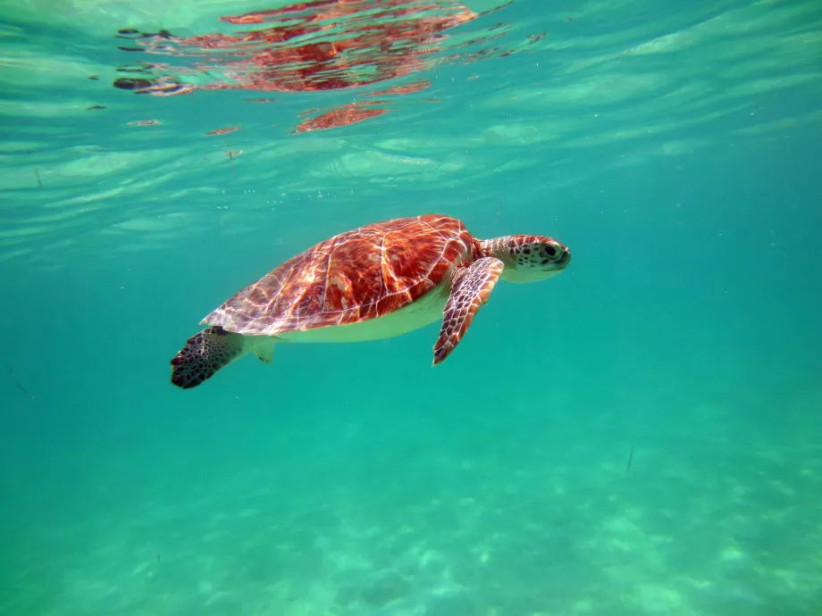 Schildkröten in der Bucht von Akumal