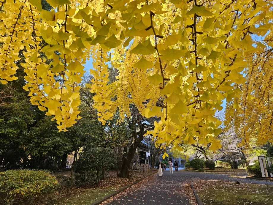 Herbst im Ueno-Park