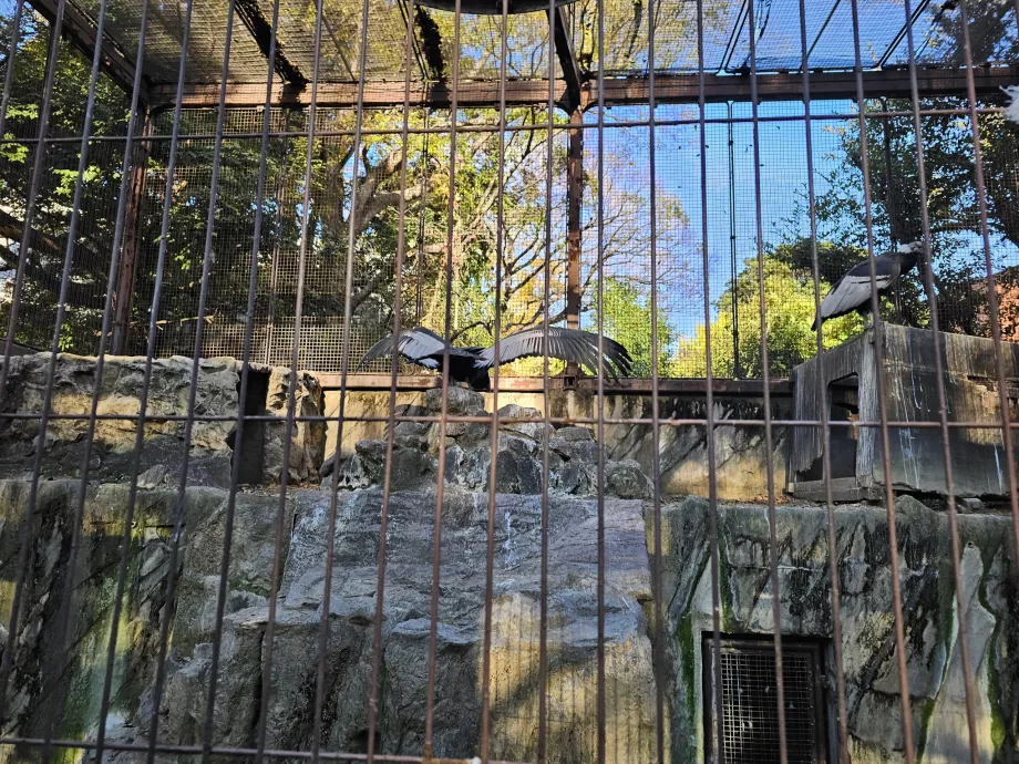 Geier im Ueno Zoo