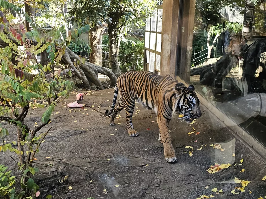 Tiger im Ueno Zoo