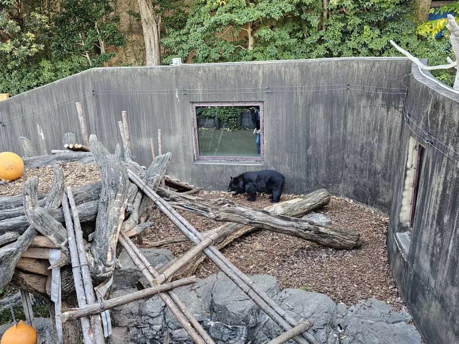 Bär im Ueno Zoo