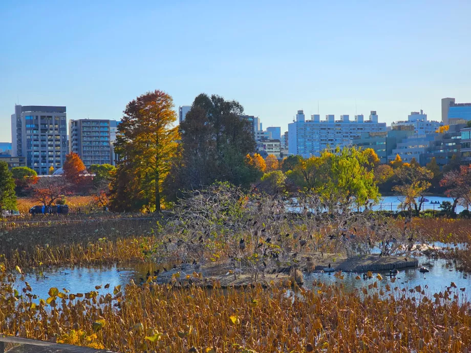 Ueno-Park, Shinobazu-Teich