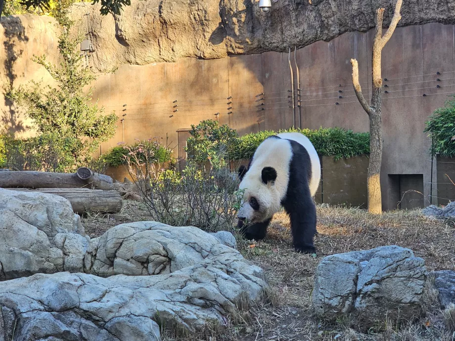 Panda im Ueno Zoo