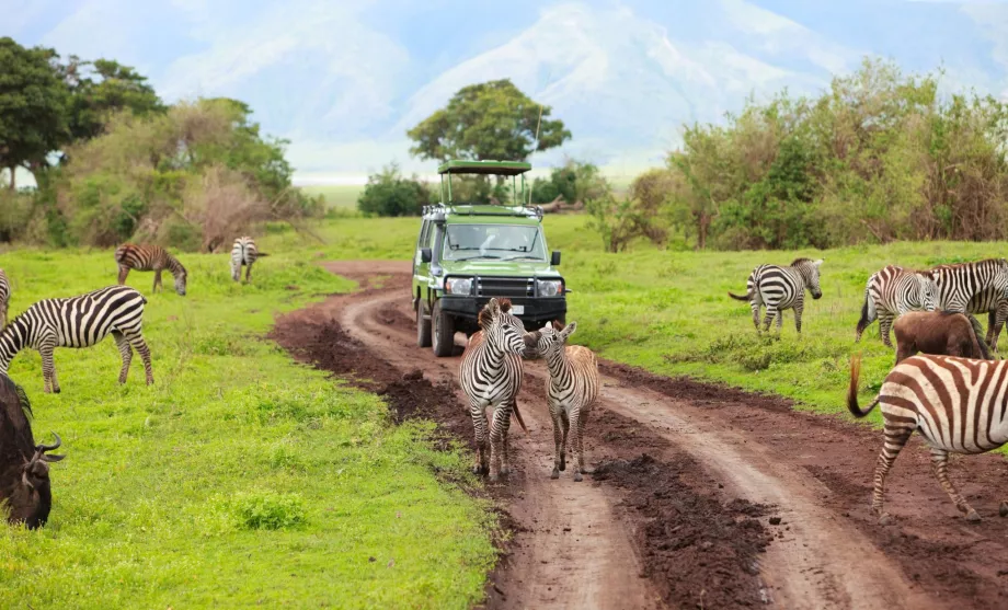 Auto auf Safari
