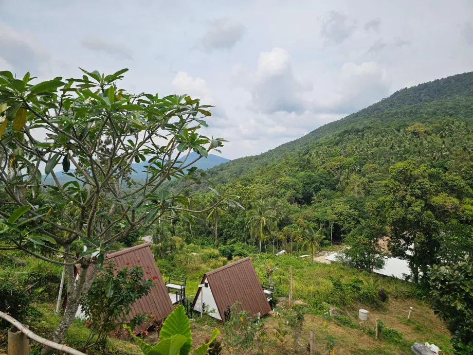Dschungel im Inneren von Koh Phangan