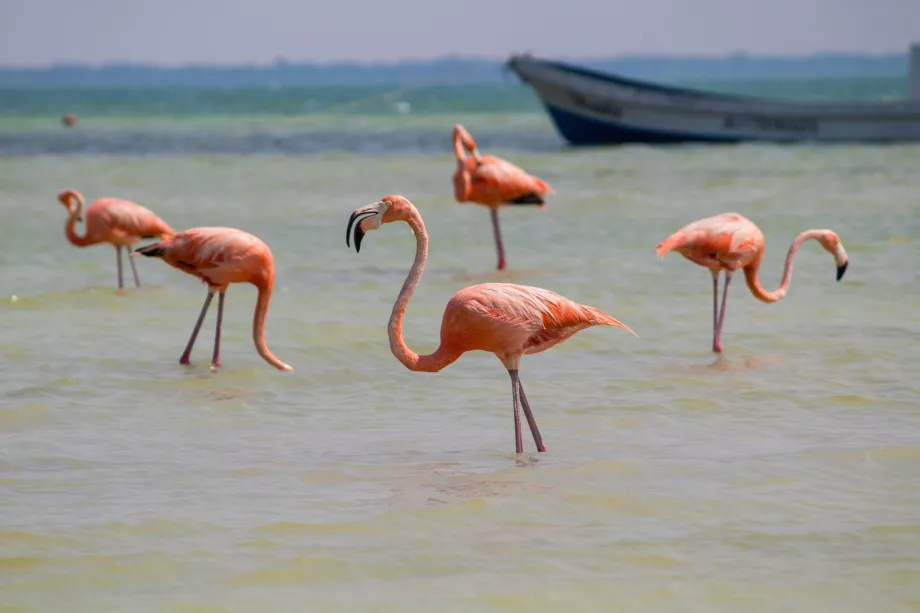 Flamingos auf Holbox