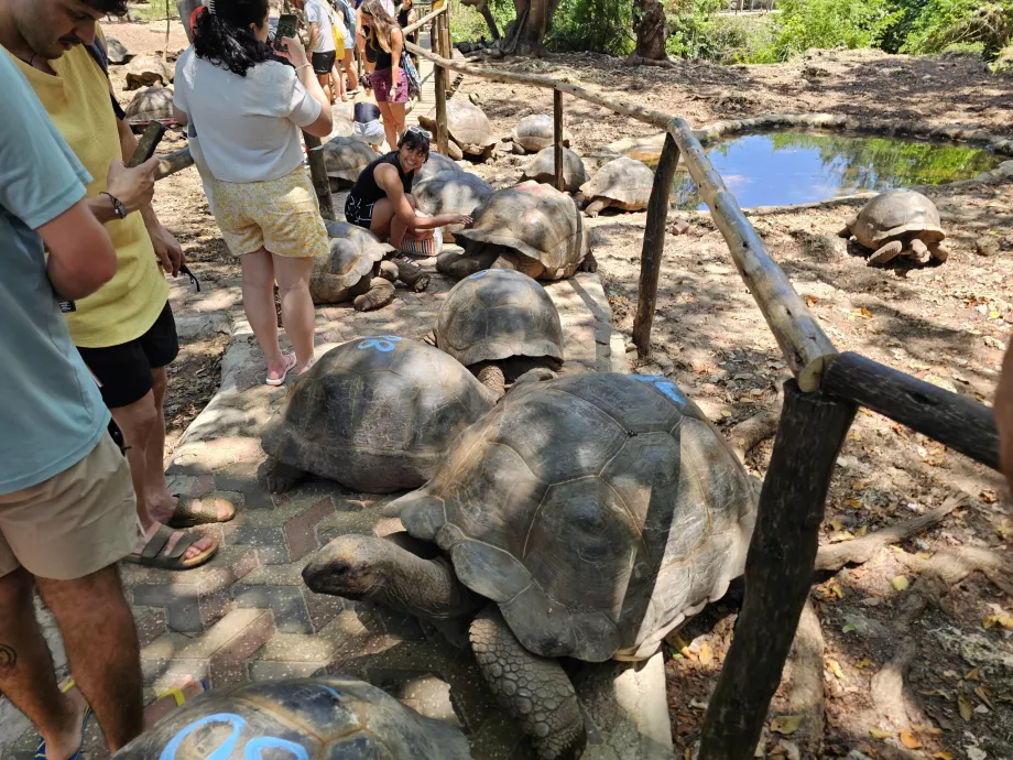 Gefängnisinsel, Riesenschildkröten