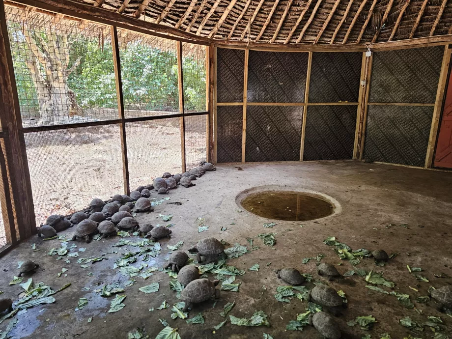 Gefängnisinsel, Riesenschildkröten
