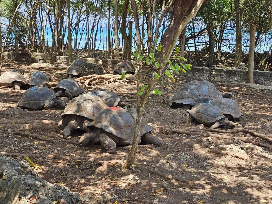 Gefängnisinsel, Riesenschildkröten
