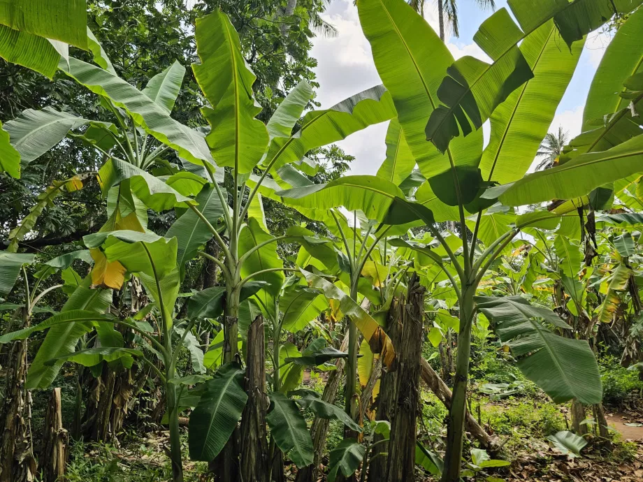 Bananenstaude