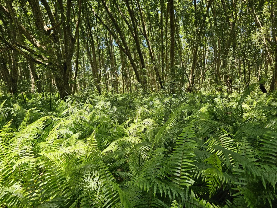 Jozani-Wald