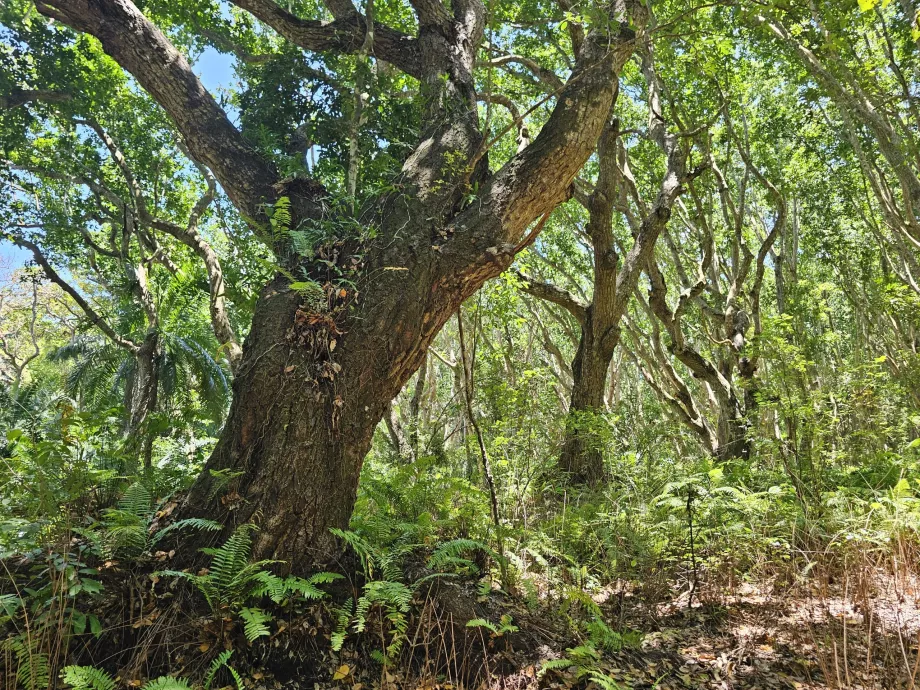 Jozani-Wald